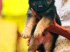 German Shepherd Puppies