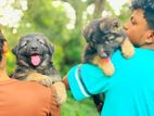 Shepherd Puppies