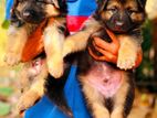 Shepherd Puppies