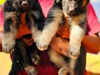 Shepherd Puppies