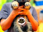 Shepherd Puppies