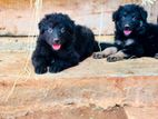 Shepherd Puppies