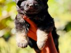 Shepherd Puppies
