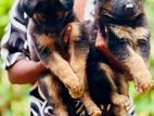 Shepherd Puppies