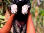 Shepherd Puppies