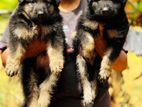 Shepherd Puppies