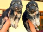 Shepherd Puppies