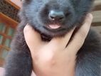 Shepherd Puppies