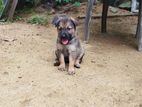 Shepherd Puppies