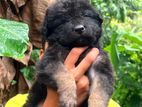 German Shepherd Puppy
