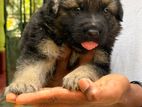 German Shepherd Puppies