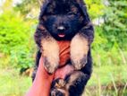 Lion Shepherd Puppies