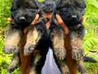 Shepherd Puppies
