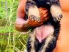 Shepherd Puppies