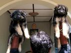 Shepherd Puppies