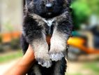 German Shepherd Puppies