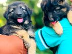 German Shepherd Puppies