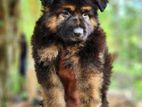 German Shepherd Puppies