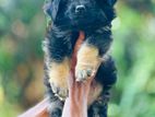 German Shepherd Puppy