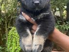 German Shepherd Puppies