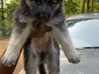 German Shepherd Puppies
