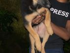 Shepherd Puppy Female