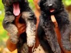 German Shepherd Puppies