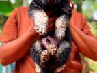 German Shepherd Puppy