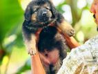 German Shepherd Puppy