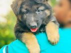 German Shepherd Puppy