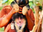 German Shepherd Puppies