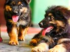 Shepherd Puppy