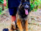 Lion Shepherd Puppy