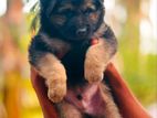 Lion Shepherd Puppy
