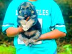 German Shepherd Puppy