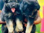 German Sherpherd Puppies
