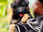 German Shepherd Puppies