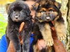 German Shepherd Puppy