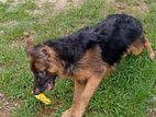 German Shepherd Puppy