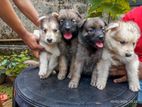 German Sherpad Puppies