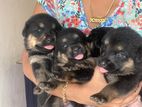 Shepweiler Puppies