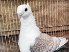 Shetty Net Pigeon