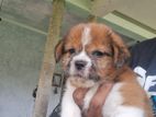 Shih Tzu Puppy