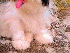 Shih Tzu Puppies