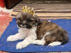 Shi Tzu Puppy
