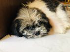 Shih Tzu Puppies
