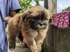 Shih Tzu Puppies