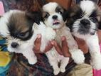 Shi Tzu Puppies