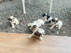 Shi tzu puppies