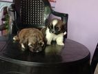 Shi-tzu Puppies